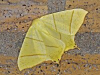 Ourapteryx sambucaria 5, Vliervlinder, Saxifraga-Ab H Baas