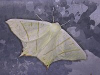 Ourapteryx sambucaria 6, Vliervlinder, Saxifraga-Peter Meininger