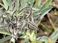 Oxicesta geographica