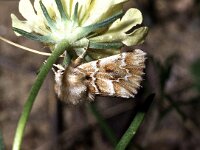 Oxicesta geographica 2, Saxifraga-Peter Gergely  Fülöpháza