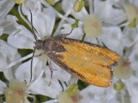 Pammene aurana #13771 : Pammene aurana