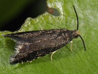 Pammene germmana