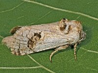 Parahypopta caestrum