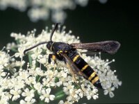 Paranthrene tabaniformis, Dusky Clearwing
