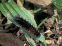 Parasemia plantaginis, Wood Tiger