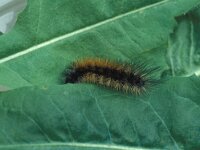 Parasemia plantaginis 2, Weegbreebeer, Vlinderstichting-Nely Honig