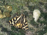 Parasemia plantaginis 4, Weegbreebeer, Saxifraga-Frits Bink