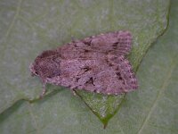 Parastichtis ypsillon