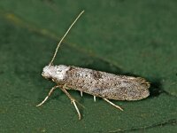 Paraswammerdamia albicapitella