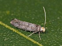 Paraswammerdamia nebulella