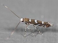 Parectopa robiniella