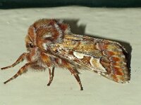 Parectropis similaria