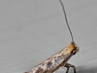 Parornix finitimella