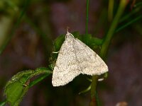 Pechipogo strigilata