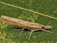 Pediasia contaminella