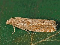 Pelochrista modicana