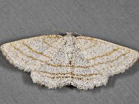 Perconia strigillaria