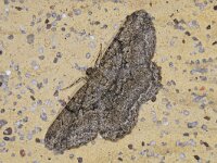 Peribatodes rhomboidaria 7, Taxusspikkelspanner, Saxifraga-Ab H Baas