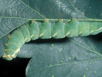 Peridea anceps, Great Prominent
