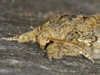 Peridea anceps 01 #06937 : Peridea anceps, Eikentandvlinder