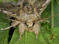 Acronicta spec 01 #16464 : Peridea anceps, Eikentandvlinder