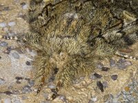 Peridea anceps 01 #16448 : Peridea anceps, Eikentandvlinder