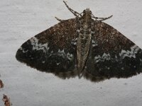 Perizoma alchemillata