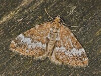 Perizoma alchemillata 2, Hennipnetelspanner, Saxifraga-Zoran-Bozovic