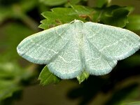 Phaiogramma etruscaria
