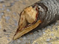 Phalera bucephala, Buff-tip