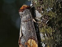 Phalera bucephala 10, Wapendrager, Saxifraga-Jan Nijendijk