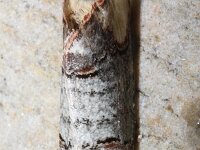 Phalera bucephala 26, Wapendrager, Saxifraga-Rutger Barendse