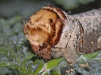 Phalera bucephala 01 #20013 : Phalera bucephala, Wapendrager