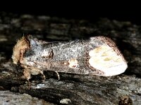 Phalera bucephaloides