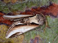 Pheosia gnoma 7, Berkenbrandvlerkvlinder, Saxifraga-Luc Hoogenstein : berkenbrandvlerkvlinder