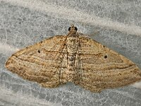 Phibalapteryx virgata
