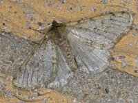 Phigalia pilosaria, Pale Brindled Beauty