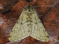 Phigalia pilosaria 02 #46073 : Pale Brindled Beauty, Perentak, Phigalia pilosaria