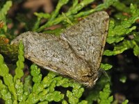 Phigalia pilosaria 03 #46456 : Pale Brindled Beauty, Perentak, Phigalia pilosaria