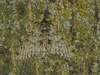 Phigalia pilosaria 18, Perentak, Saxifraga-Kars Veling