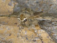 Phigalia pilosaria 01 #05579 : Phigalia pilosaria, Perentak