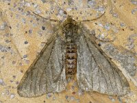 Phigalia pilosaria 01 #10985 : Phigalia pilosaria, Perentak