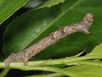 Phigalia pilosaria 7, Perentak, Saxifraga-Ab H Baas