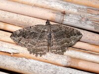 Philereme transversata