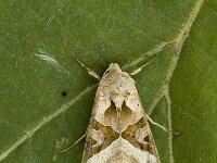 Phlogophora meticulosa 5, Agaatvlinder, Saxifraga-Marijke Verhagen