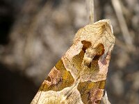 Phlogophora meticulosa 9, Agaatvlinder, Foto Fitis-Sytske Dijksen