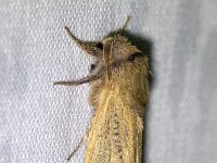 Phragmataecia castaneae