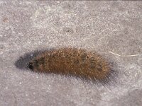 Phragmatobia fuliginosa, Ruby Tiger