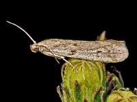 Phycitodes binaevella