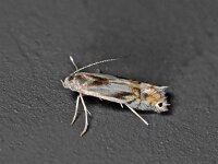 Phyllocnistis unipunctella